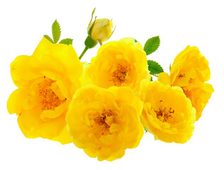 stunning photograph of a vibrant cluster of yellow roses, showcasing multiple open blossoms and fresh green leaves, professionally isolated on a pure transparent background.