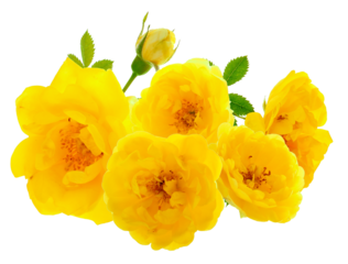 stunning photograph of a vibrant cluster of yellow roses, showcasing multiple open blossoms and fresh green leaves, professionally isolated on a pure transparent background.
