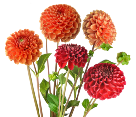 beautiful close up photograph of colorful dahlias, featuring large orange, terracotta, and deep red blossoms on long green stems, expertly isolated on a pure transparent background.