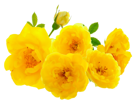 stunning photograph of a vibrant cluster of yellow roses, showcasing multiple open blossoms and fresh green leaves, professionally isolated on a pure transparent background.