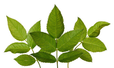 high-resolution photograph of a beautiful, fanned cluster of healthy green rose leaves, highlighting natural texture and sharp serrated edges, isolated on a stark transparent background.