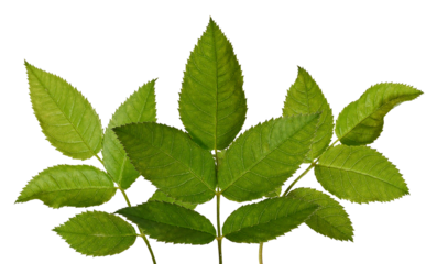 high-resolution photograph of a beautiful, fanned cluster of healthy green rose leaves, highlighting natural texture and sharp serrated edges, isolated on a stark transparent background.
