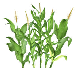 Fototapeta premium realistic photograph of a dense cluster of tall green corn stalks (maize plants), showcasing large leaves and developing tassels, expertly isolated against a solid transparent background.