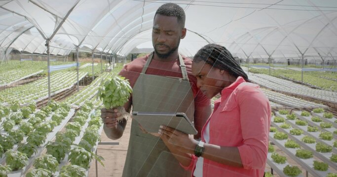 Harvesting workers holding basil plant and checking tablet in greenhouse channels, with smartwatch