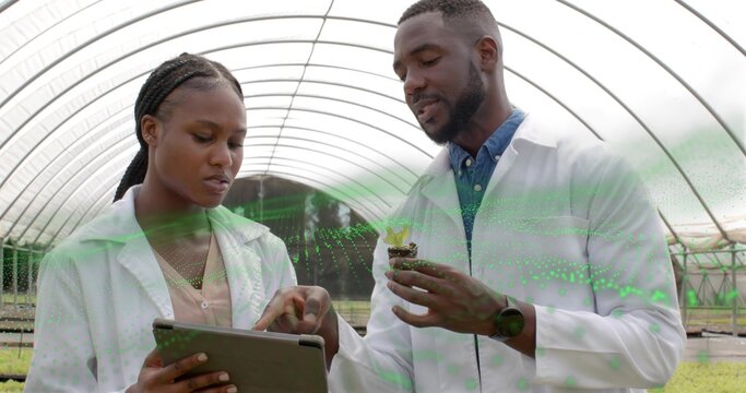 Examining lab-coated scientists tapping tablet while colleague holding seedling in greenhouse