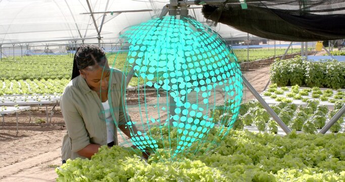 Inspecting woman in green shirt scanning hydroponic lettuce trays in greenhouse with digital globe - Powered by Adobe