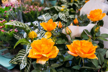Bright orange-yellow rose plants on display at a retail flower stand surrounded by tropical foliage. Supermarket flowers, retail flower sales, color psychology, spontaneous purchases