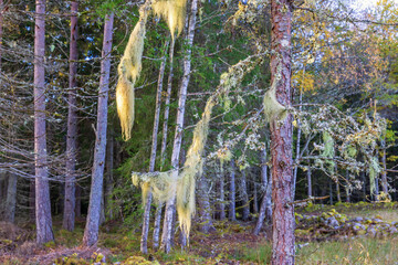 Beard lichen hanging from a tree branch in a woodland