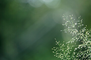 Beautiful blurred background nature in pastel colors with a soft focus of blue shades. fresh wallpaper concept, among green leaves and other blossom blur background.	