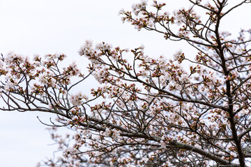 At Higashibojojido Park, Sakura Cherry Blossom Trees in an Early Morning, Osaka, Japan