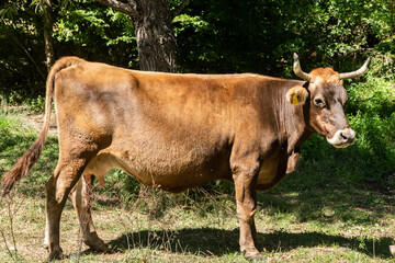 A peaceful farm cow grazing freely on a lush green mountain pasture, representing ecological farming practices