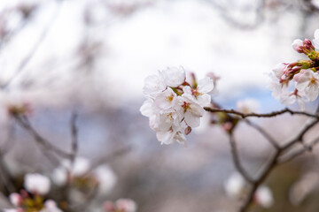 Obraz premium At Higashibojojido Park, Sakura Cherry Blossom Trees in an Early Morning, Osaka, Japan