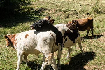 Ecologically raised cattle graze on a sunny mountain meadow. Pastoral rural idyll and caring for...