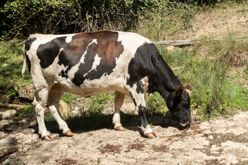 A peaceful farm cow grazing freely on a lush green mountain pasture, representing ecological...