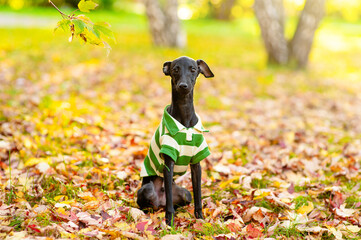 Portrait of a black Italian greyhound  puppy dressed in a striped shirt sitting at autumn park