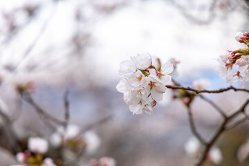 At Higashibojojido Park, Sakura Cherry Blossom Trees in an Early Morning, Osaka, Japan