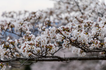 At Higashibojojido Park, Sakura Cherry Blossom Trees in an Early Morning, Osaka, Japan