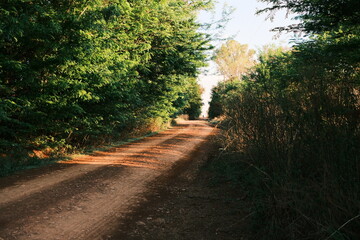 Fototapeta premium Dirt Road Through Green Forest with Morning Light