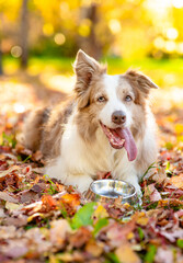 Hungry Border Collie puppy lying with empty bowl on fallen leaf at autumn park and waiting for feeding