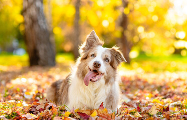 Happy Australian shepherd dog lying on fallen autumn leaves at sunny park