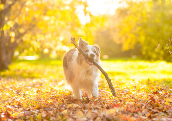 Playful Australian Shepherd dog running with a stick in its mouth at sunny autumn park