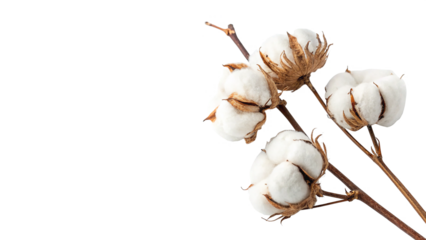 Close-up view of cotton plant isolated on transparent background