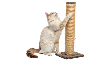 cat full body scratching isolated on transparent background