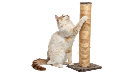 cat full body scratching isolated on transparent background