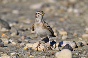 Greater short-toed lark // Kurzzehenlerche (Calandrella brachydactyla) - Narta lagoon, Albania