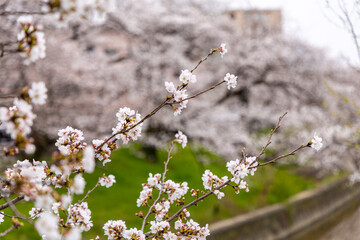 At Higashibojojido Park, Sakura Cherry Blossom Trees in an Early Morning, Osaka, Japan