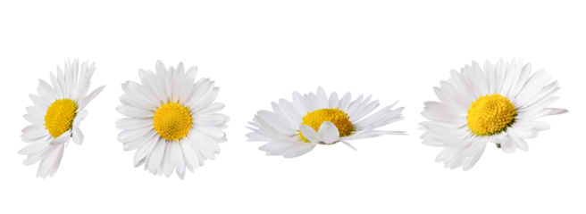four fresh white daisy flowers beautifully presented in a horizontal line arrangement, isolated on a clean black studio background.