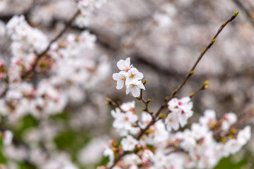 At Higashibojojido Park, Sakura Cherry Blossom Trees in an Early Morning, Osaka, Japan