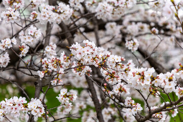 At Higashibojojido Park, Sakura Cherry Blossom Trees in an Early Morning, Osaka, Japan