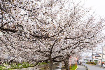 At Higashibojojido Park, Sakura Cherry Blossom Trees in an Early Morning, Osaka, Japan