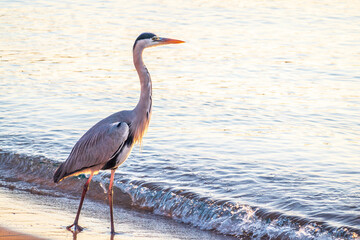 A heron hunting in the sea. Grey heron on the hunt