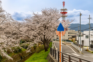 Obraz premium At Higashibojojido Park, Sakura Cherry Blossom Trees in an Early Morning, Osaka, Japan