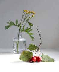 A hawthorn branch with berries and leaves against a background of tansy flowers in a small glass vase. Selective soft focus.