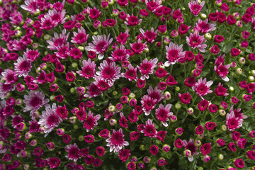 Close-up of purple chrysanthemum flowers