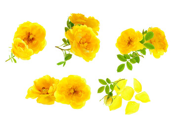 isolated photograph of a collection of vivid yellow wild rose flowers, buds, and fresh green leaves arranged in various groups, cut out on a clean transparent background.