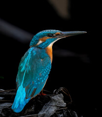lilac breasted roller