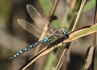 dragonfly on a branch
