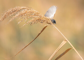 dragonfly on grass