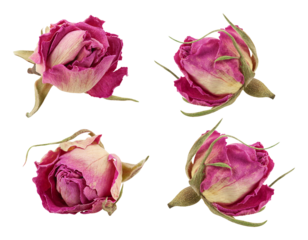 set of four individual dried miniature rosebuds displaying rich pink and magenta hues, isolated and ready for use in herbal or decorative projects.