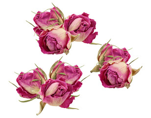 multiple pairs of beautifully arranged dried pink and ivory rosebuds creating a complex floral composition against a deep transparent background.