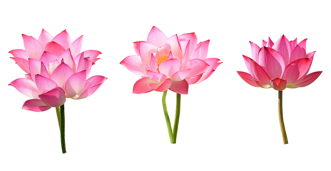 three striking pink lotus flowers standing upright on long stems, isolated in a studio shot against a seamless black backdrop.