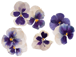 photograph of five delicate pressed pansy flowers featuring striking purple and cream coloration, flattened and dried, isolated meticulously on a pure transparent background.