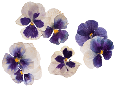 photograph of five delicate pressed pansy flowers featuring striking purple and cream coloration, flattened and dried, isolated meticulously on a pure transparent background.