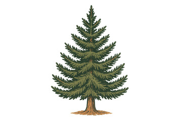 Obraz premium Spruce tree providing a natural forest element, a vintage botanical illustration on transparent background