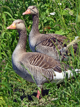 Ente oder Gans?