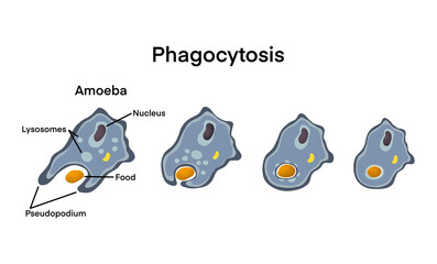Educational biology diagram showing the phagocytosis process in an amoeba cell, illustrating food ingestion through pseudopodia and digestion with lysosomes. Perfect for science and microbiology learn